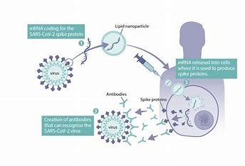 "Diagram illustrating comparability studies in mRNA vaccine modifications."