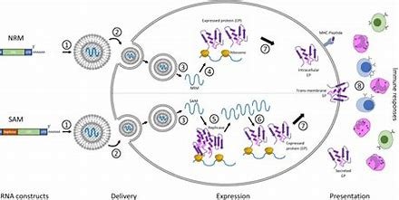 The EMA’s Regulatory Framework for mRNA Vaccines