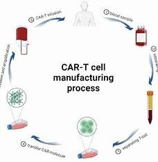 "Navigating Regulatory Challenges in CAR T Cell Therapy" 