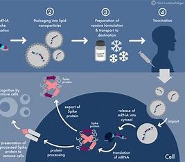  “Data analysis in vaccine benefit-risk assessment.”