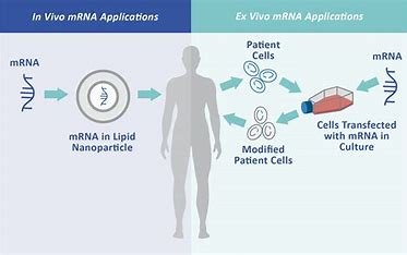 "Compliance documentation for mRNA therapeutics regulatory approval."