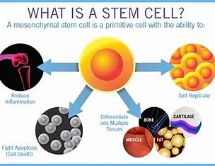 "3D printing of human organs for regenerative medicine."