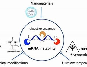 The Importance of Vaccine Stability Testing for mRNA Vaccines