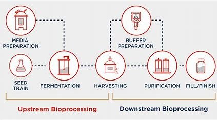 "Cell culture bioreactor for optimized biomanufacturing" or "Batch fermentation process diagram for biotechnology."