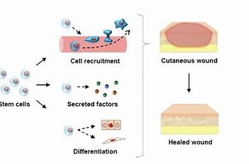 FDA regulatory framework