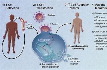 "Flow cytometry analysis of CAR T cells for potency testing"