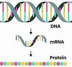 "Flowchart of Good Regulatory Practices in mRNA Therapy Development."